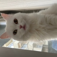 Ankara Kedisi, Kedi  Pamuk fotoğrafı
