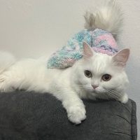 Ankara Kedisi, Kedi  Pamuk fotoğrafı