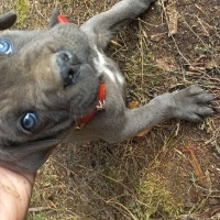Cane Corso Italiano, Köpek  BOYKA fotoğrafı