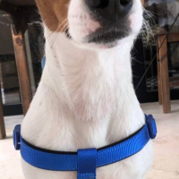 Jack Russell Terrier, Köpek  Hurşit fotoğrafı