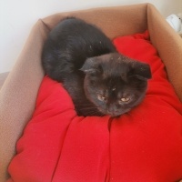 Scottish Fold, Kedi  Zeytin fotoğrafı
