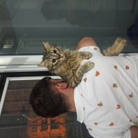 Tekir Kedi, Kedi  Dahar fotoğrafı