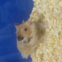 Hamster, Kemirgen  Felix fotoğrafı