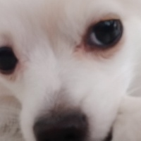 Pomeranyalı, Köpek  Yuna fotoğrafı