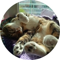 Tekir Kedi, Kedi  Cancan fotoğrafı
