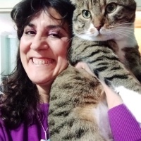 Tekir Kedi, Kedi  Cancan fotoğrafı