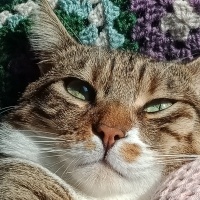 Tekir Kedi, Kedi  Cancan fotoğrafı