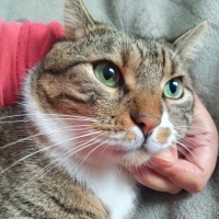 Tekir Kedi, Kedi  Cancan fotoğrafı