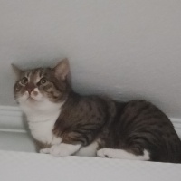 Tekir Kedi, Kedi  Cancan fotoğrafı