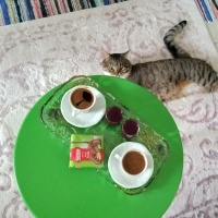 Tekir Kedi, Kedi  Cancan fotoğrafı