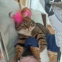 Tekir Kedi, Kedi  Cancan fotoğrafı