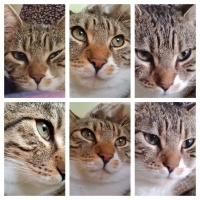 Tekir Kedi, Kedi  Cancan fotoğrafı