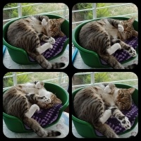 Tekir Kedi, Kedi  Cancan fotoğrafı