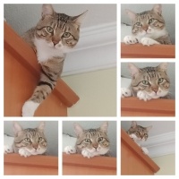Tekir Kedi, Kedi  Cancan fotoğrafı