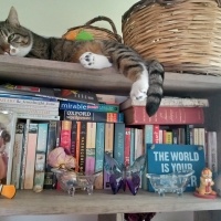 Tekir Kedi, Kedi  Cancan fotoğrafı