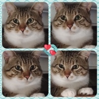Tekir Kedi, Kedi  Cancan fotoğrafı