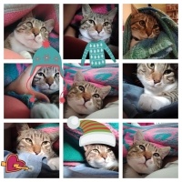 Tekir Kedi, Kedi  Cancan fotoğrafı