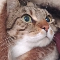 Tekir Kedi, Kedi  Cancan fotoğrafı