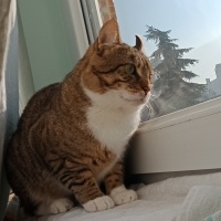 Tekir Kedi, Kedi  Cancan fotoğrafı