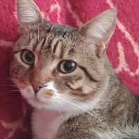 Tekir Kedi, Kedi  Cancan fotoğrafı