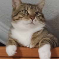 Tekir Kedi, Kedi  Cancan fotoğrafı