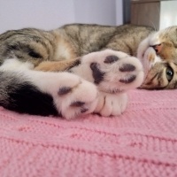 Tekir Kedi, Kedi  Cancan fotoğrafı
