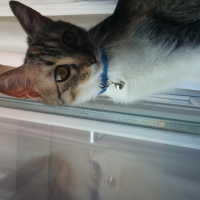 Tekir Kedi, Kedi  tarçın fotoğrafı
