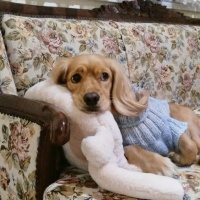 Dachshund (Sosis), Köpek  Köpük fotoğrafı