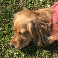 Dachshund (Sosis), Köpek  Köpük fotoğrafı