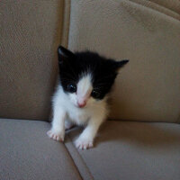 Tuxedo (Smokin) Kedi, Kedi  Bal fotoğrafı