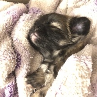 Pekingese, Köpek  Yavru fotoğrafı
