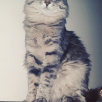 Norwegian Forest, Kedi  Duman fotoğrafı