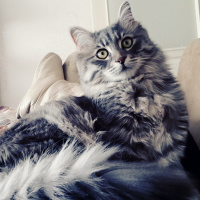 Norwegian Forest, Kedi  Duman fotoğrafı