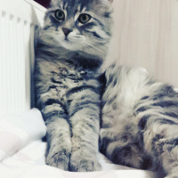 Norwegian Forest, Kedi  Duman fotoğrafı