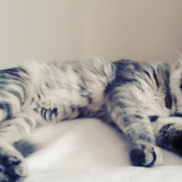 Norwegian Forest, Kedi  Duman fotoğrafı