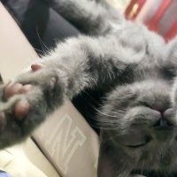 British Shorthair, Kedi  Zeytin fotoğrafı