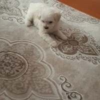 Maltese, Köpek  Maltese terrier fotoğrafı