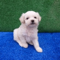 Maltese, Köpek  Maltese terrier fotoğrafı