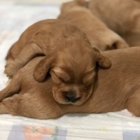 Amerikan Cocker Spaniel, Köpek  Tarçın fotoğrafı