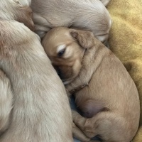 Amerikan Cocker Spaniel, Köpek  Tarçın fotoğrafı