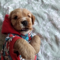 Amerikan Cocker Spaniel, Köpek  Tarçın fotoğrafı