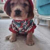 Amerikan Cocker Spaniel, Köpek  Tarçın fotoğrafı