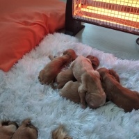Amerikan Cocker Spaniel, Köpek  Tarçın fotoğrafı