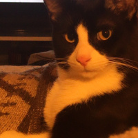 Tuxedo (Smokin) Kedi, Kedi  Mavi fotoğrafı
