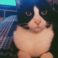 Tuxedo (Smokin) Kedi, Kedi  Mavi fotoğrafı