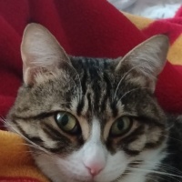 Tekir Kedi, Kedi  Boncuk fotoğrafı