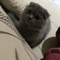 Scottish Fold, Kedi  Gece fotoğrafı