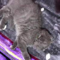 Scottish Fold, Kedi  Gece fotoğrafı