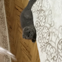 Scottish Fold, Kedi  Gece fotoğrafı