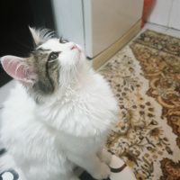 Tekir Kedi, Kedi  Barni fotoğrafı
